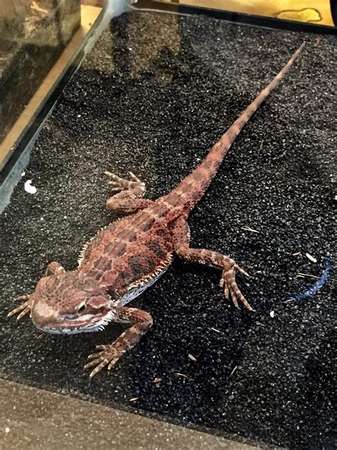 imperial reptiles & exotics|imperial reptiles location.